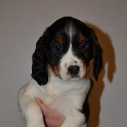English Springer Spaniel Puppies from Stormin Pine and Prairie Springers