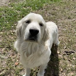 Teddy - Golden Retriever