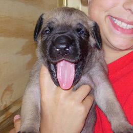 Great Dane Puppies from DiolaDanes