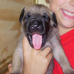 Great Dane Puppies from DiolaDanes