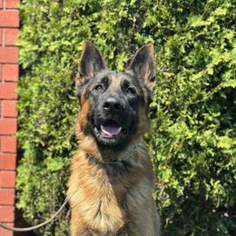 Bourbon - Black and red male German Shepherd puppy in Warwick, Rhode Island from Karma Kennels