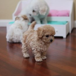 Poodle Puppies from Teacup & Toy Poodles