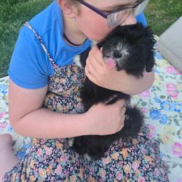 Speed - Black & white male Maltipoo puppy in Boston, Kentucky from MountCarmelPuppies