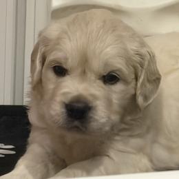 Golden Retriever puppies from Oak Breeze Retrievers
