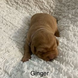 Ginger - Yellow female Labrador Retriever puppy in Princess Anne, Maryland from Little Farm