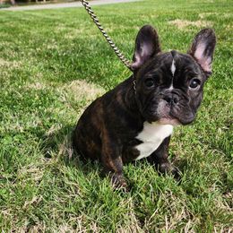 Ash - Brindle and white French Bulldog puppy in Springfield, Missouri from #1 Frenchies aka Nokie's Bullies