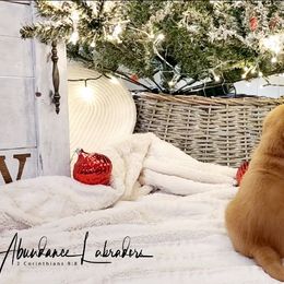 Labrador Retriever Puppies from Abundance Labradors