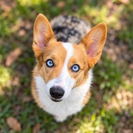 Rayne - American Corgi