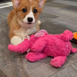 Puddle - Red male Pembroke Welsh Corgi puppy in Kiowa, Colorado from Cool Water Corgis LLC
