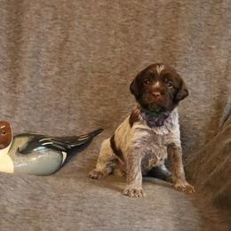 Dk. Purple - Brown and gray female Wirehaired Pointing Griffon puppy in Afton, Wisconsin from Daehler's Wirehaired Pointing Griffons