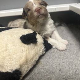Australian Shepherd Puppies from Luna Lane Aussies