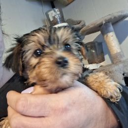 Casey - Black and tan female Yorkshire Terrier puppy in Jacksonville, Arkansas from Royal Yorkie Terrier