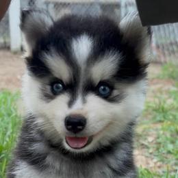 Terri - Black and white female Pomsky puppy in Spring Hill, Florida from PDQ Pomskies