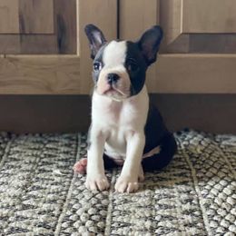 Boston Terriers from Snake River Boston’s