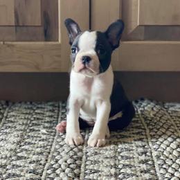 Boston Terriers from Snake River Boston’s