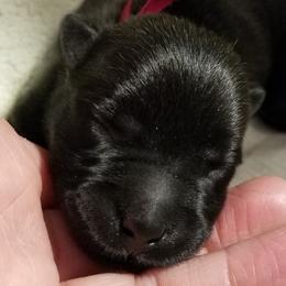 Scottish Terriers from Scottish Terriers at The Rock
