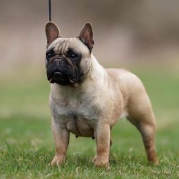 Sara - French Bulldog