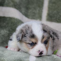 Oak - Blue merle and white male American Corgi puppy in Scio, Oregon from Abundant Joy Corgis