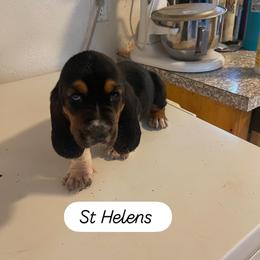 Basset Hound Puppies from Idagon Bassets