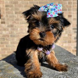 Mia - Blue and gold female Yorkshire Terrier puppy in Monticello, Iowa from Ashley’s Puppies