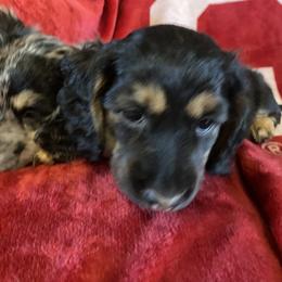 Dachshund Puppies from Renee's Dachshund's