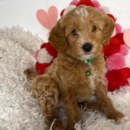Myrrhy - Red  male Goldendoodle puppy in La Verne, California from Marshall Goldendoodles