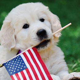 Violet, Violet Collar - Golden Retriever puppy from Golden Heart Creams