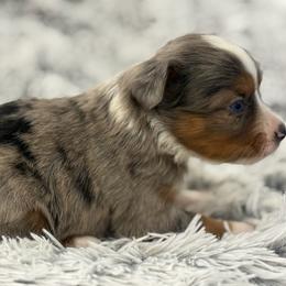 Maci - Blue merle female Toy Australian Shepherd puppy in Ambrose, Georgia from Brandilyn's Aussies