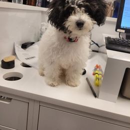 Maltipoo and Poodle All Grown Up from Poodles Are Mixy