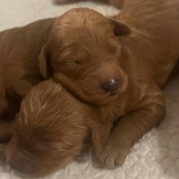 Goldendoodles from Homestead Breeding Co.