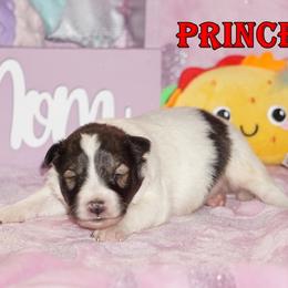 Prince- CHW MAHOGANY SABLE BOY - White and sable male Shetland Sheepdog puppy in Frazeysburg, Ohio from Mountain High Kennels