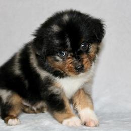 Blue Merle - Blue merle male Miniature Australian Shepherd puppy in Powderly, Texas from Kuttin’ Up Mini Aussies