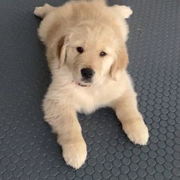 Golden Retriever Puppies from Golden Hour Golden Retrievers