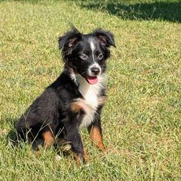 Rex Rocker - Black tri male Toy Australian Shepherd puppy in Shepherd, Texas from GAMALA Farm & Kennels