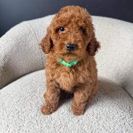 Lily - Red  female Goldendoodle puppy in Lowville, New York from Adirondack Goldendoodles