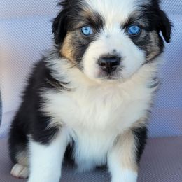 Stella Australian Shepherd - female Australian Shepherd puppy in Limestone, Tennessee from Pilot Hill Teddy Bear Puppies
