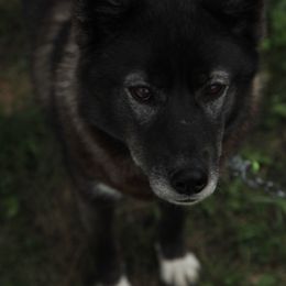 Remi - Siberian Husky