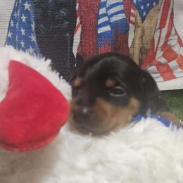 Bentley - Black and rust male Miniature Pinscher puppy in Baton Rouge, Louisiana from Pike's Pups