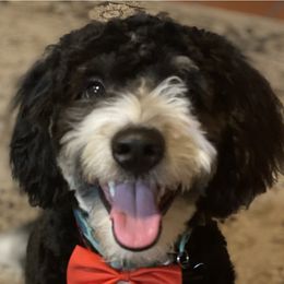 Toby - Bernedoodle