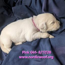 Pink Girl - Light golden female Golden Retriever puppy in Peoria, Arizona from Nordic Woof's Golden Retrievers
