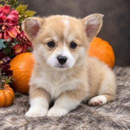 Bailey - Fawn and white female American Corgi puppy in Missouri from Country Legends Aussies & Corgis