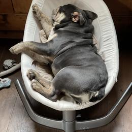Bulldog Puppies from Thompson Pack