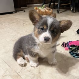 American Corgi and Pembroke Welsh Corgi Puppies from Folly Acres Corgis