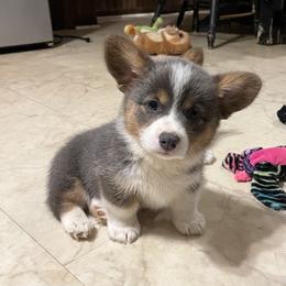 American Corgi and Pembroke Welsh Corgi Puppies from Folly Acres Corgis