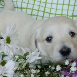 Dachshund Puppies from Dreamheart Dachshunds