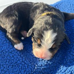 Yellow - Black rust and white female Bernese Mountain Dog puppy in North Grove, Indiana from J&F Country Canines