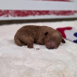 Foxy (AKC) - Red  female Poodle puppy in Rainbow City, Alabama from Spinks Poodles