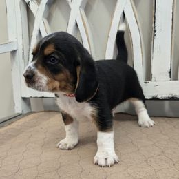 Red - Black red and white male Beagle puppy in Henefer, Utah from Lazy G Kennels
