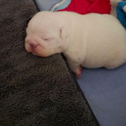 Ramah - Red and white female Bulldog puppy in Lafayette, Georgia from Storytime Mastiffs & Bulldogs