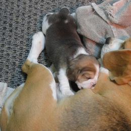 Beagle Puppies from Alpenglow Beagles